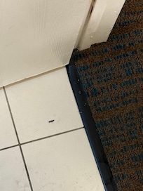 Bug