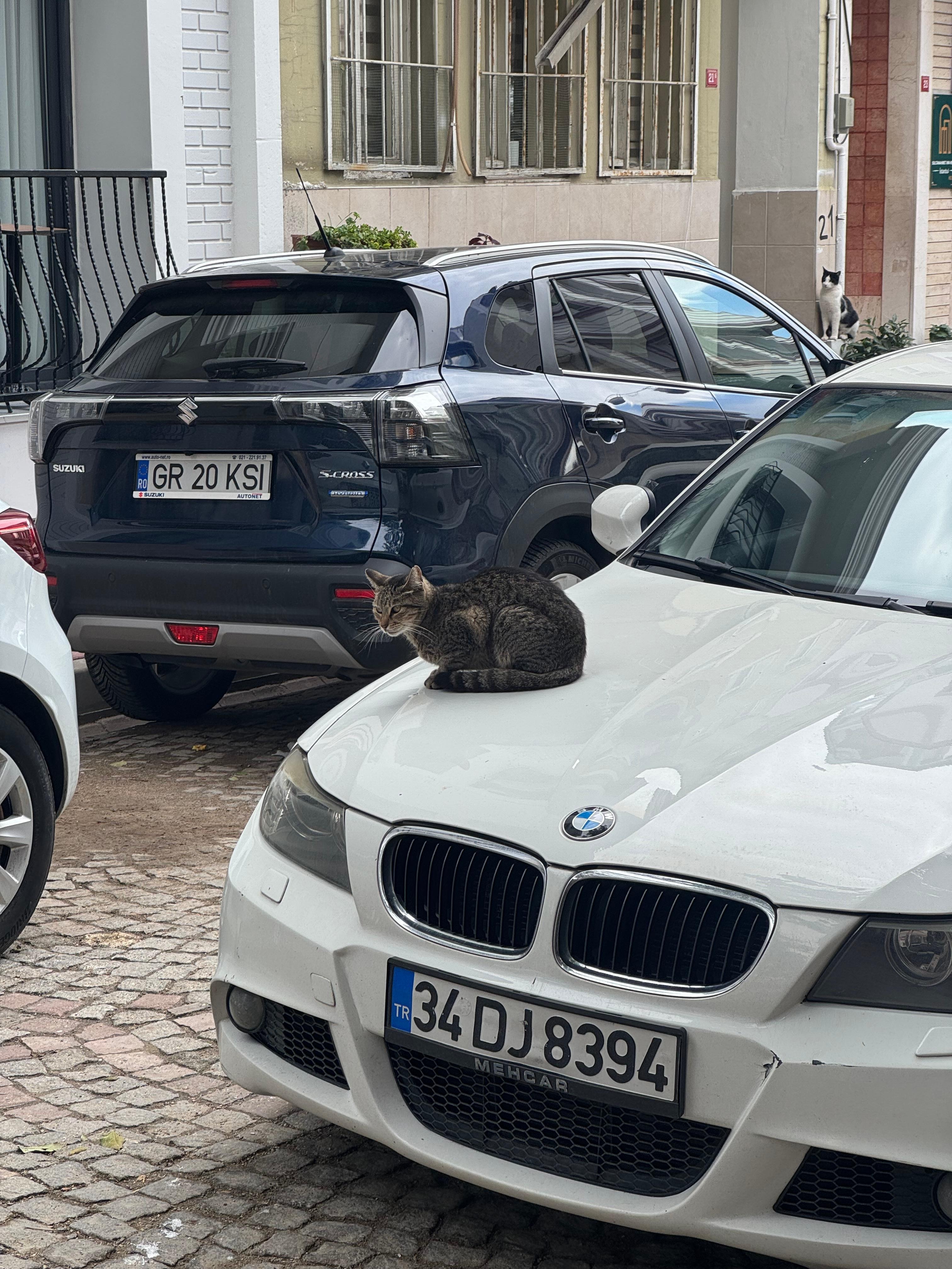 Cute Cat in Front of the Hotel 