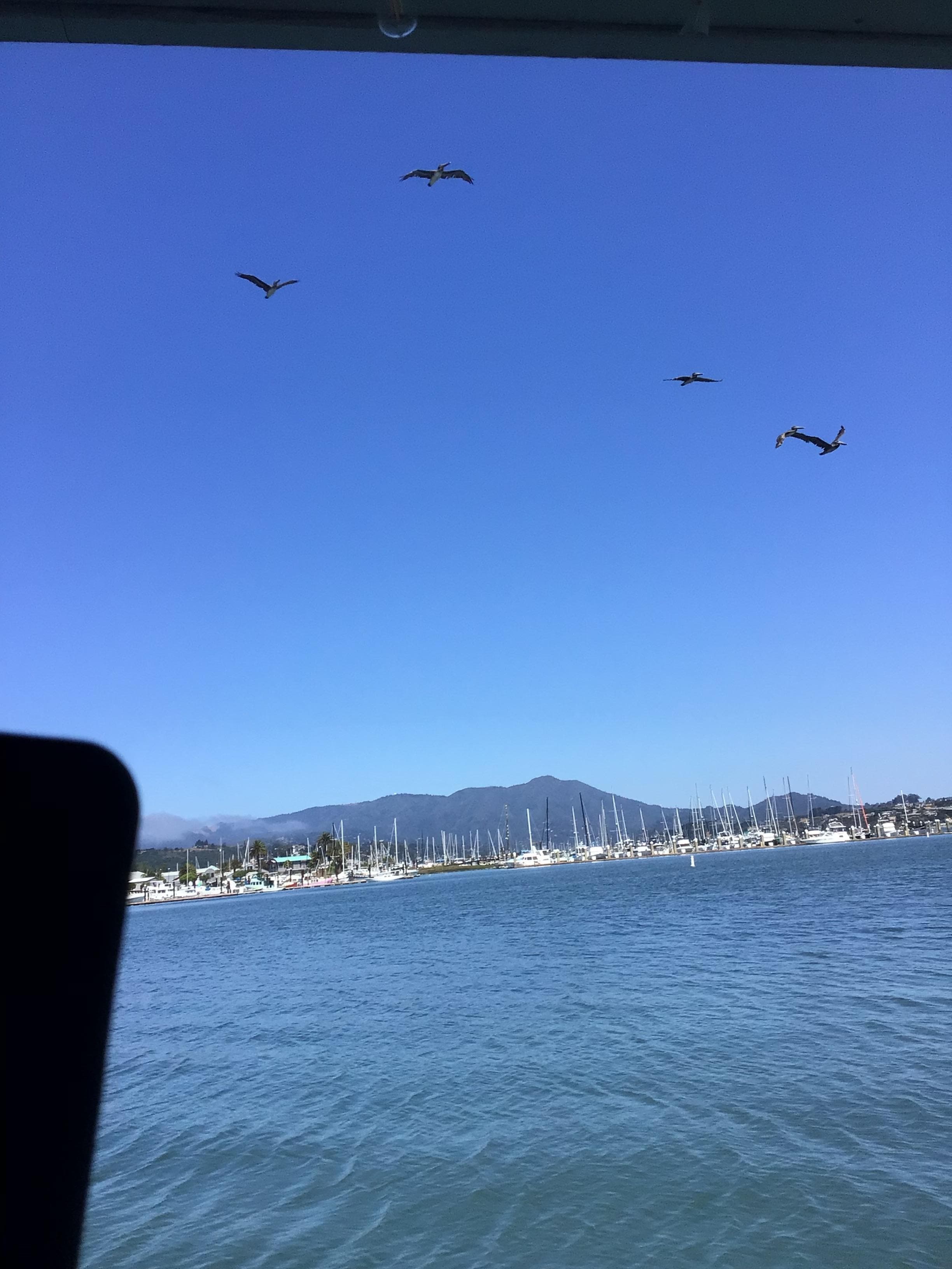 Pelicans