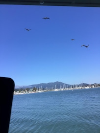 Pelicans