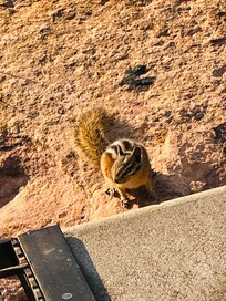 Chipmunk outside patio