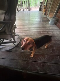 This little fella came to visit, must've smelled our steaks grilling.