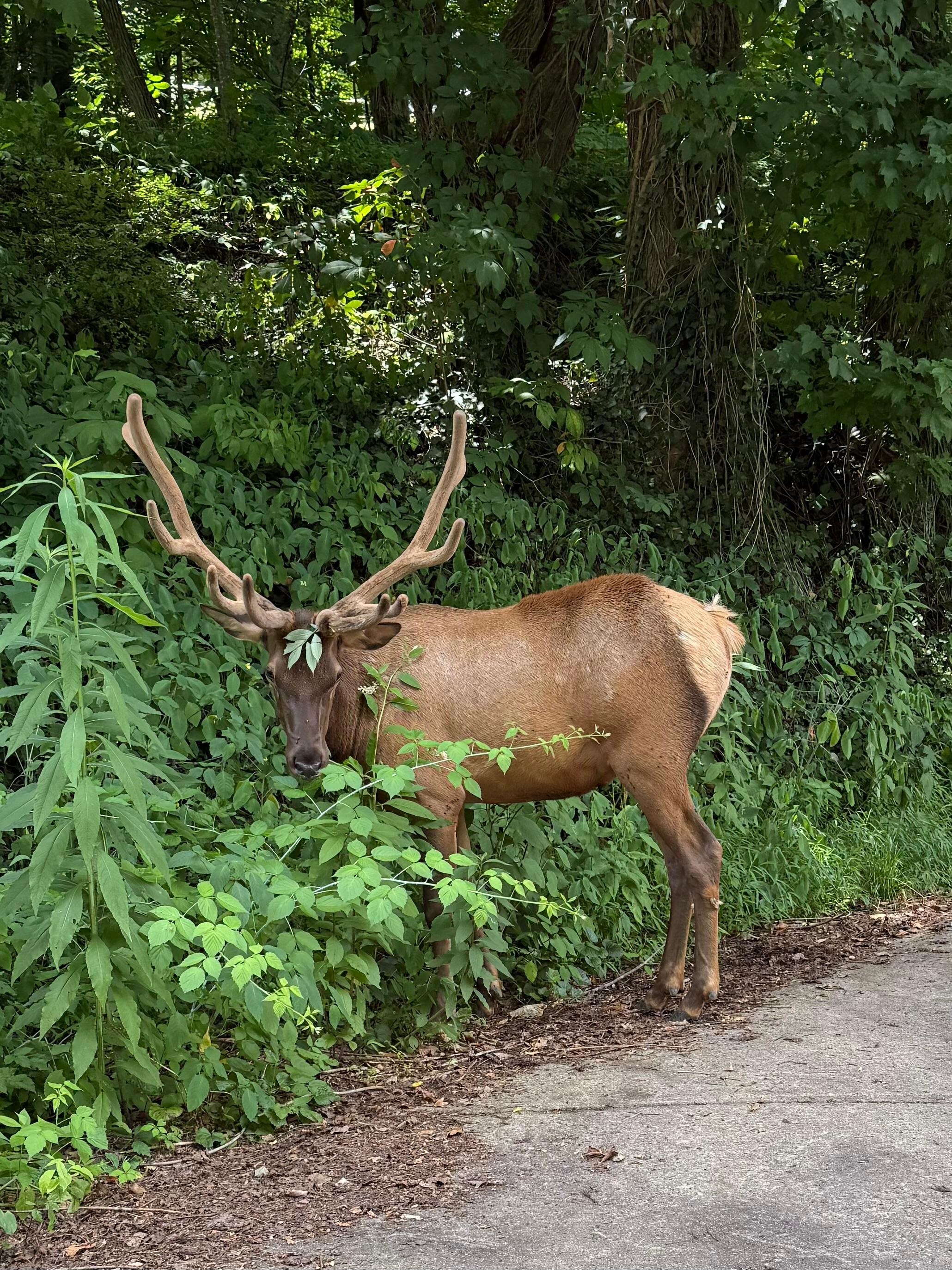 Elk approximately 150’ from the house