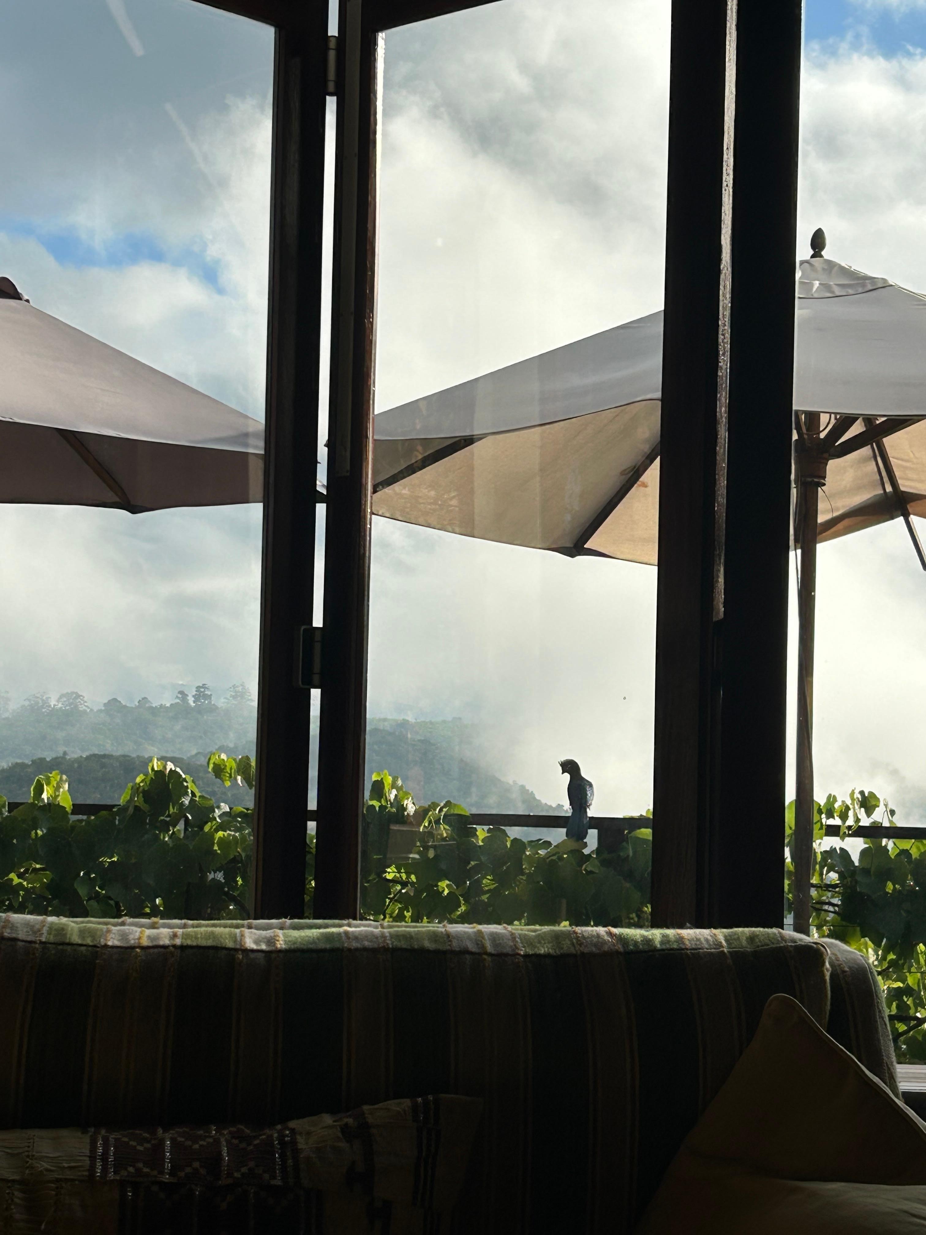 Turaco on the balcony
