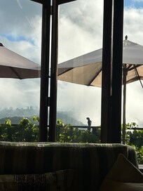 Turaco on the balcony