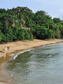 Wild Horses on Seaglass beach