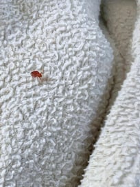 Bedbug
