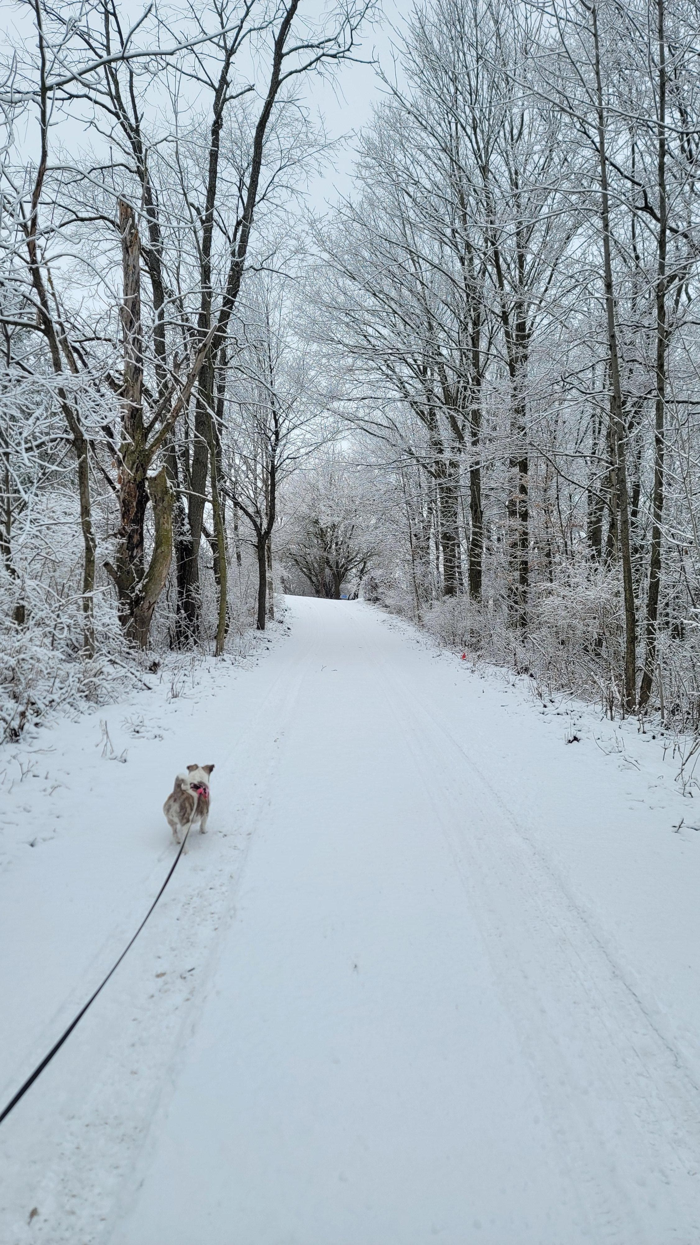 My dog enjoys her walks twice a day while we were at the home.