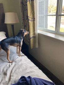 He loved the view watching the cars