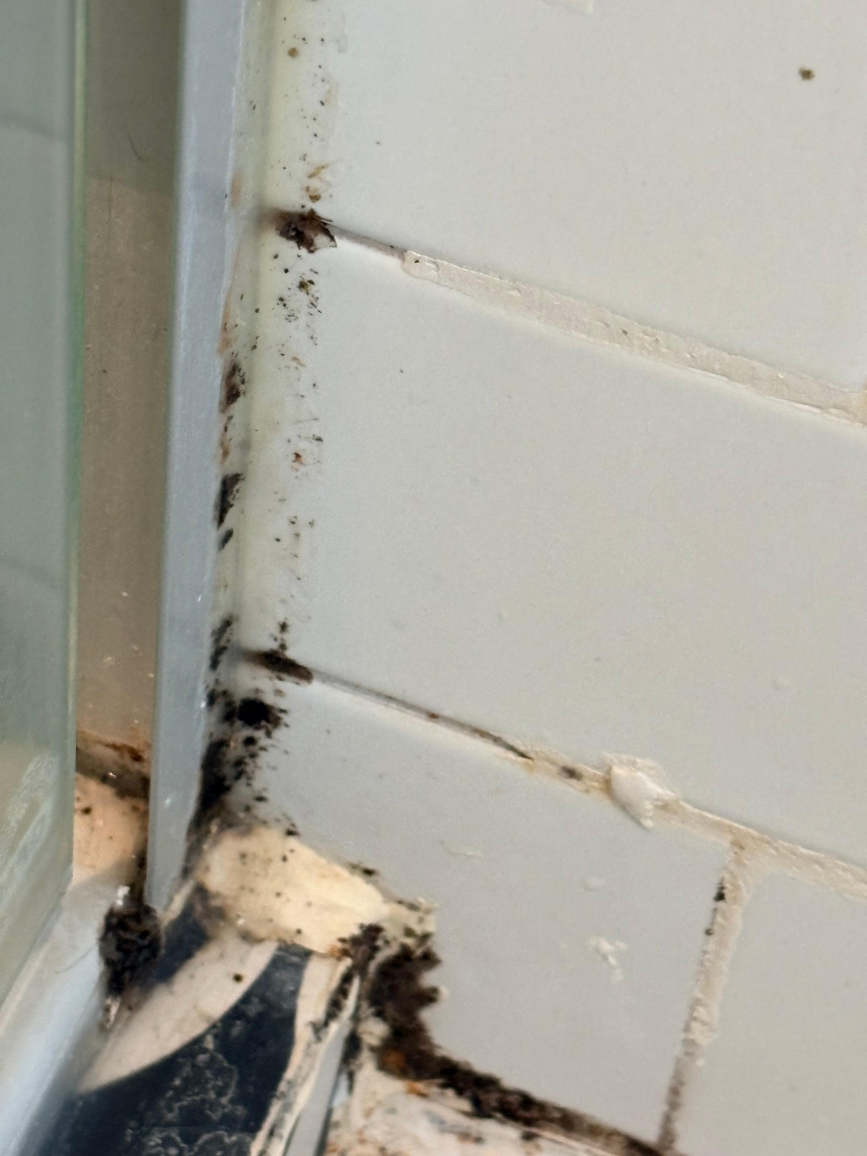 Mold in shower 