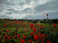 Fields on my daily walk