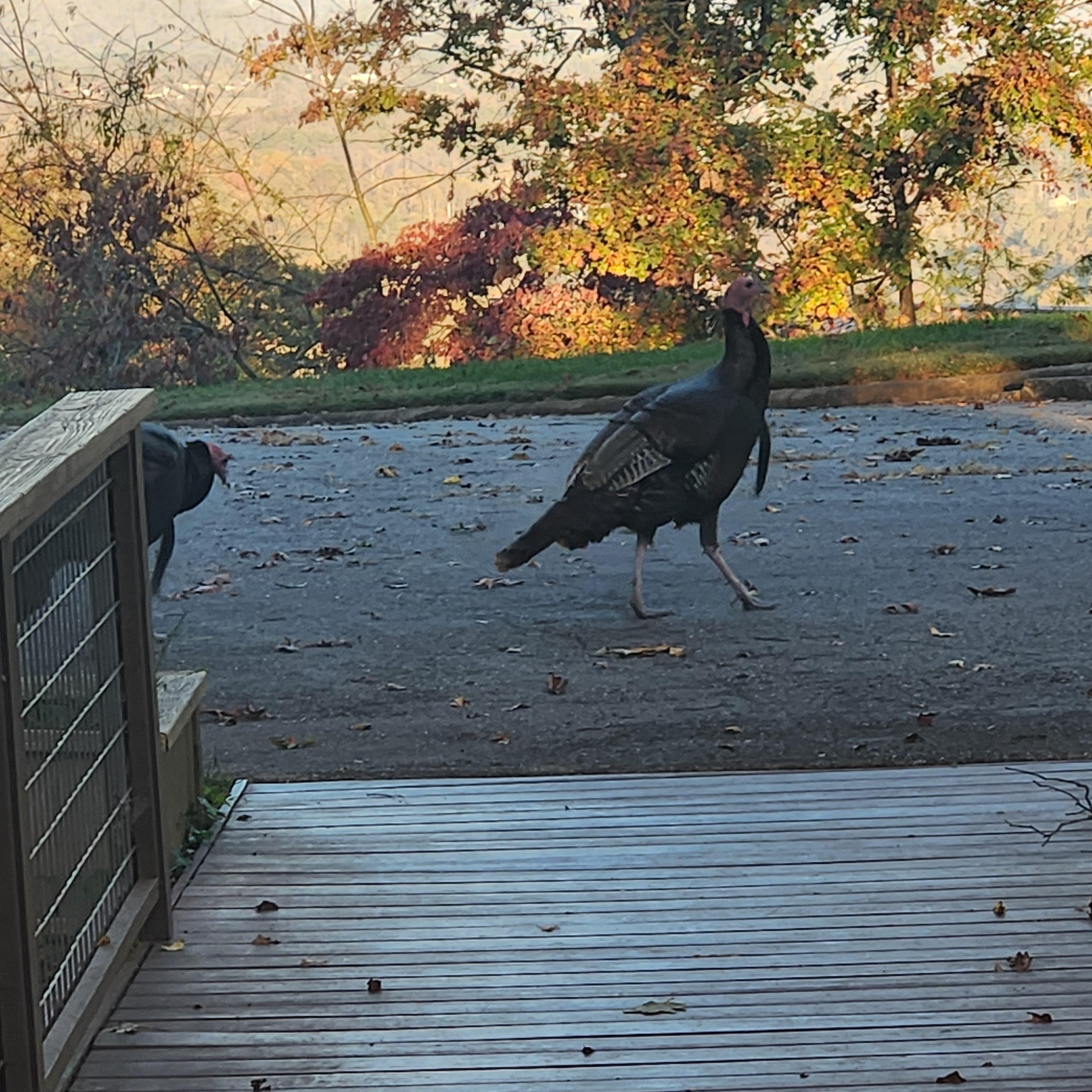 Our daily dose of wild turkey.