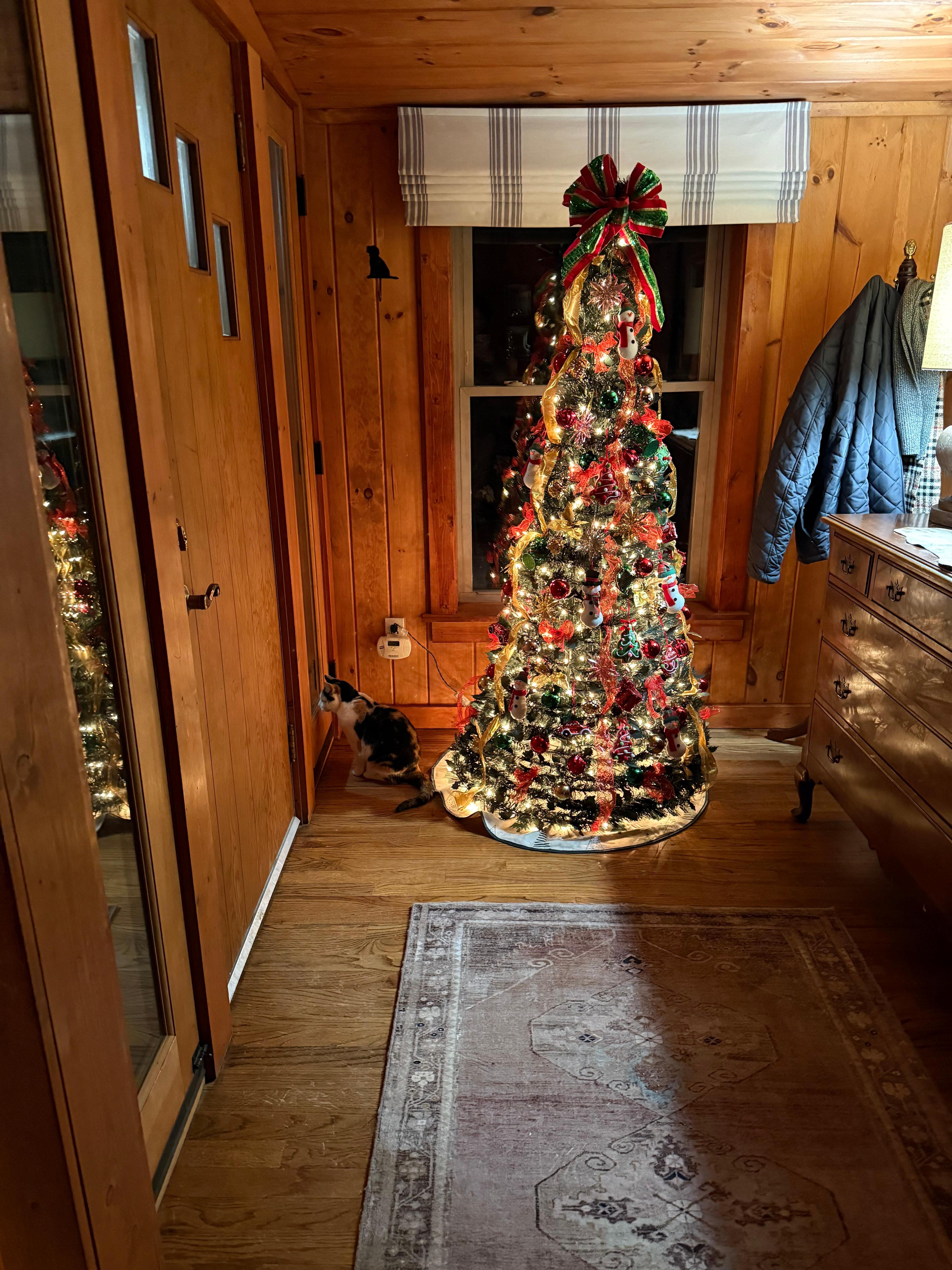 Beezer watching the rain. 