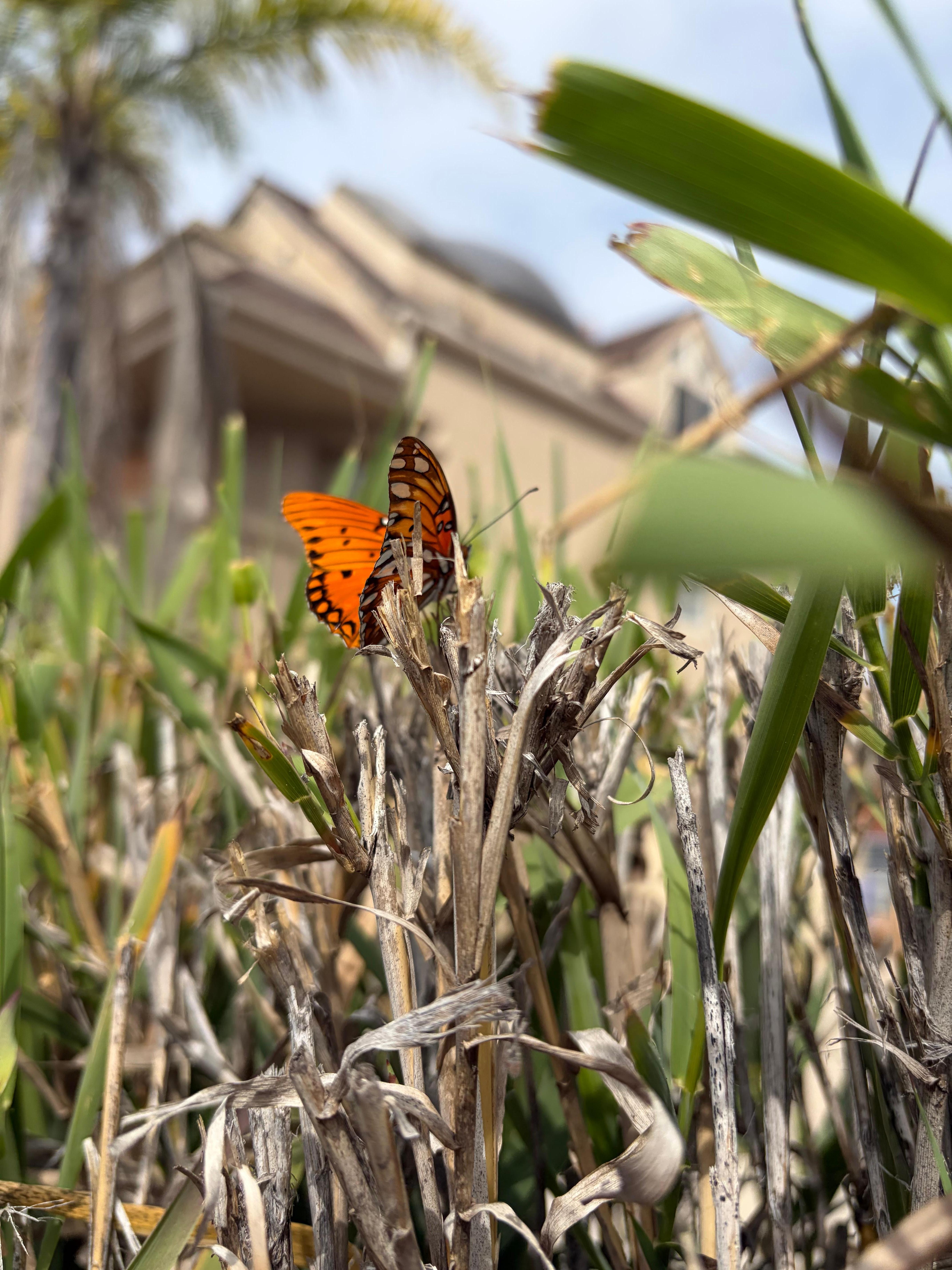 Butterflies on our morning adventure. 🦋❤️