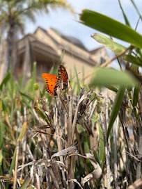 Butterflies on our morning adventure. 🦋❤️