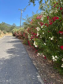 Flowers along driveway
