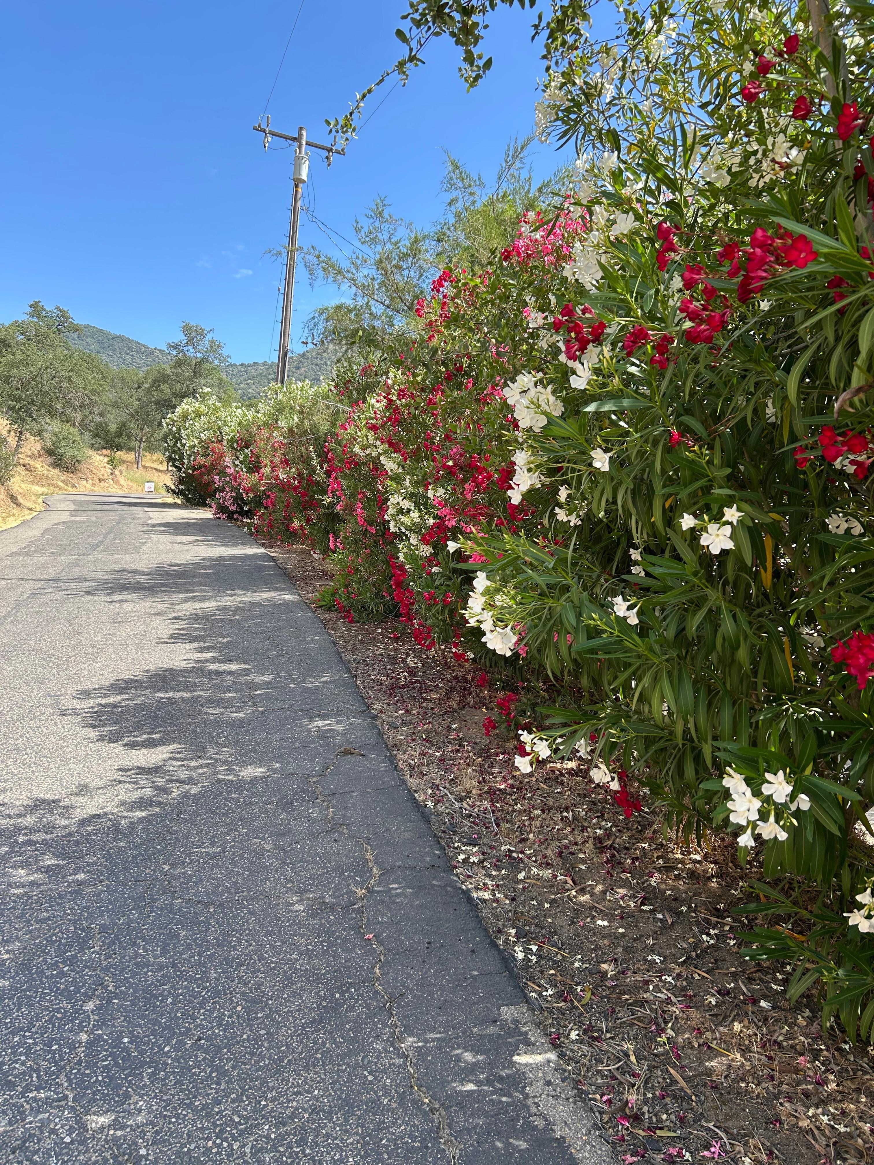 Flowers along driveway 
