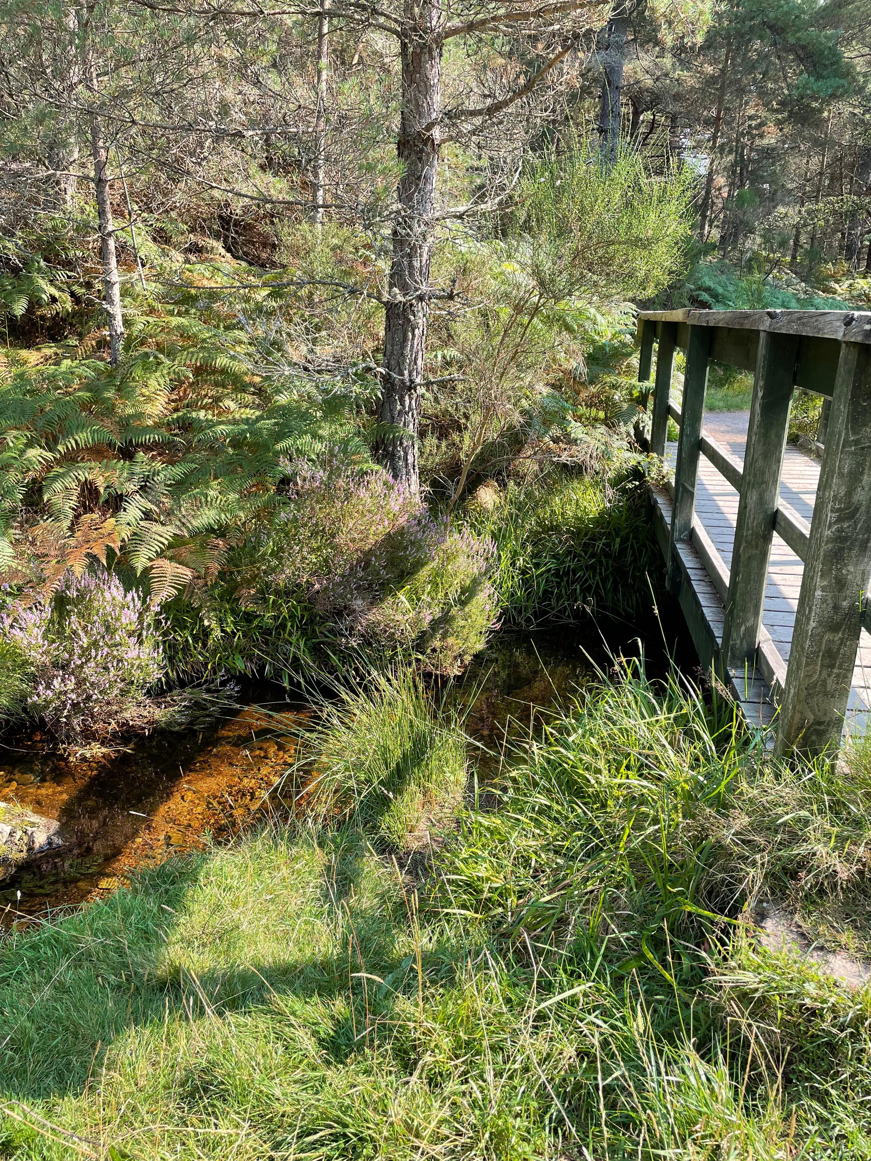 Local walk at Burn O’Vat