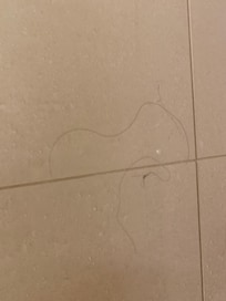 This is one of the bunches of hairs that were in our shower