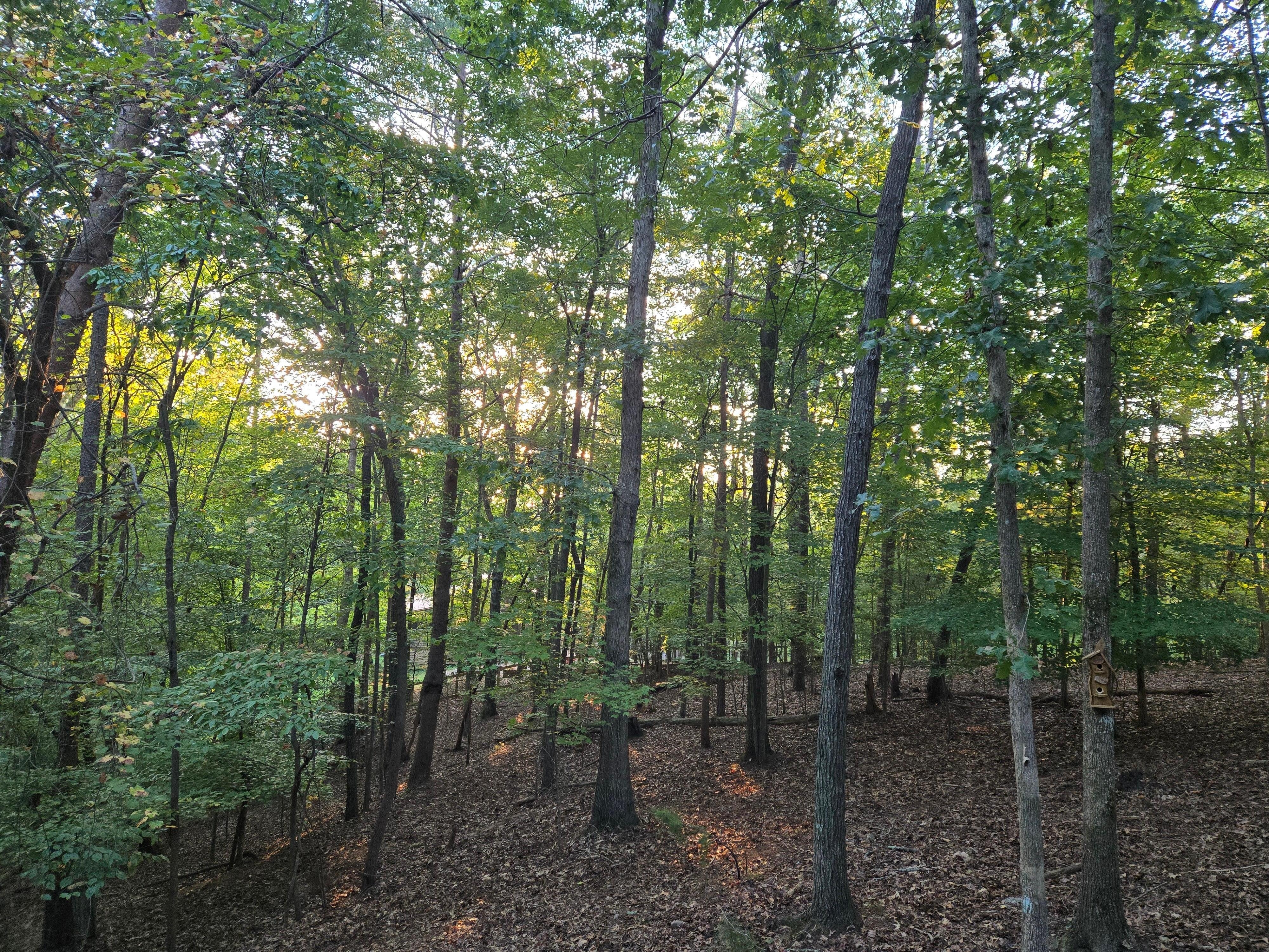 Early morning sunshine from back deck.