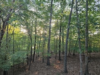 Early morning sunshine from back deck.