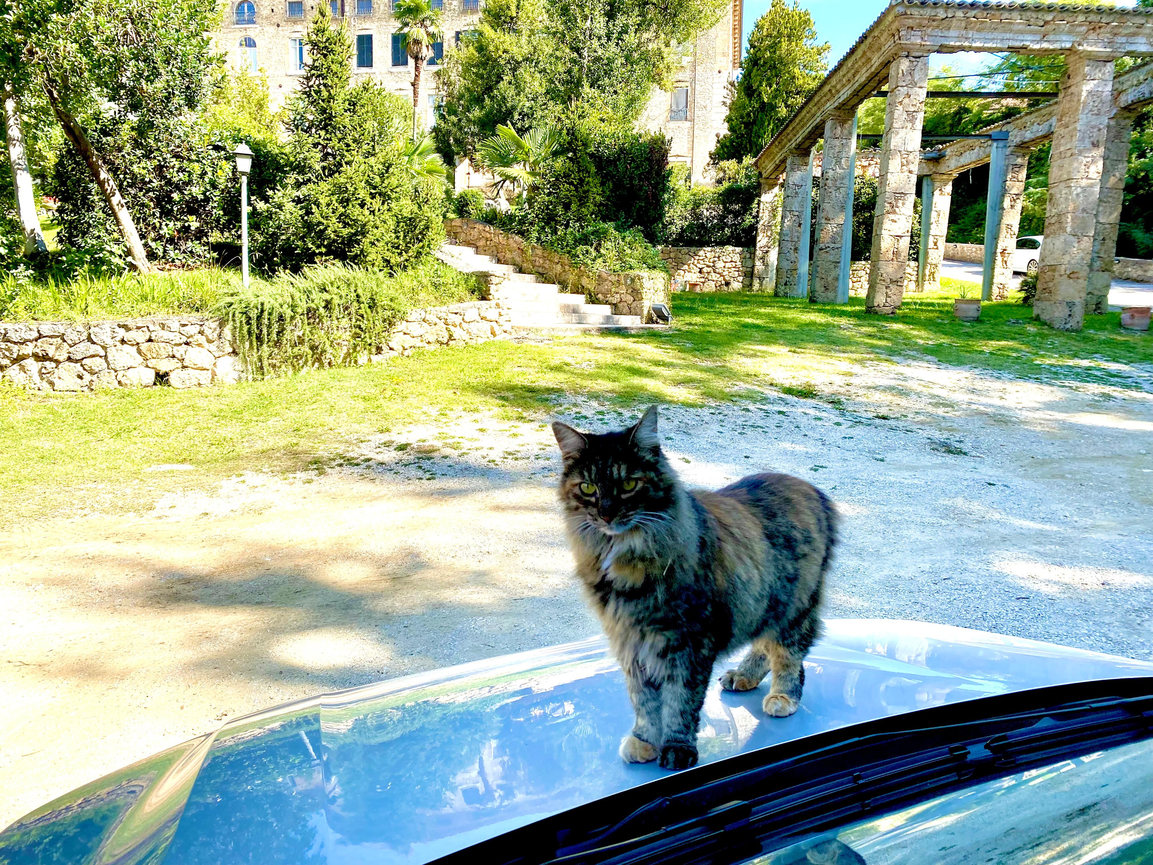 The owner's friendly gatto was sorry to see us leave. 