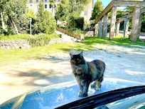 The owner's friendly gatto was sorry to see us leave.