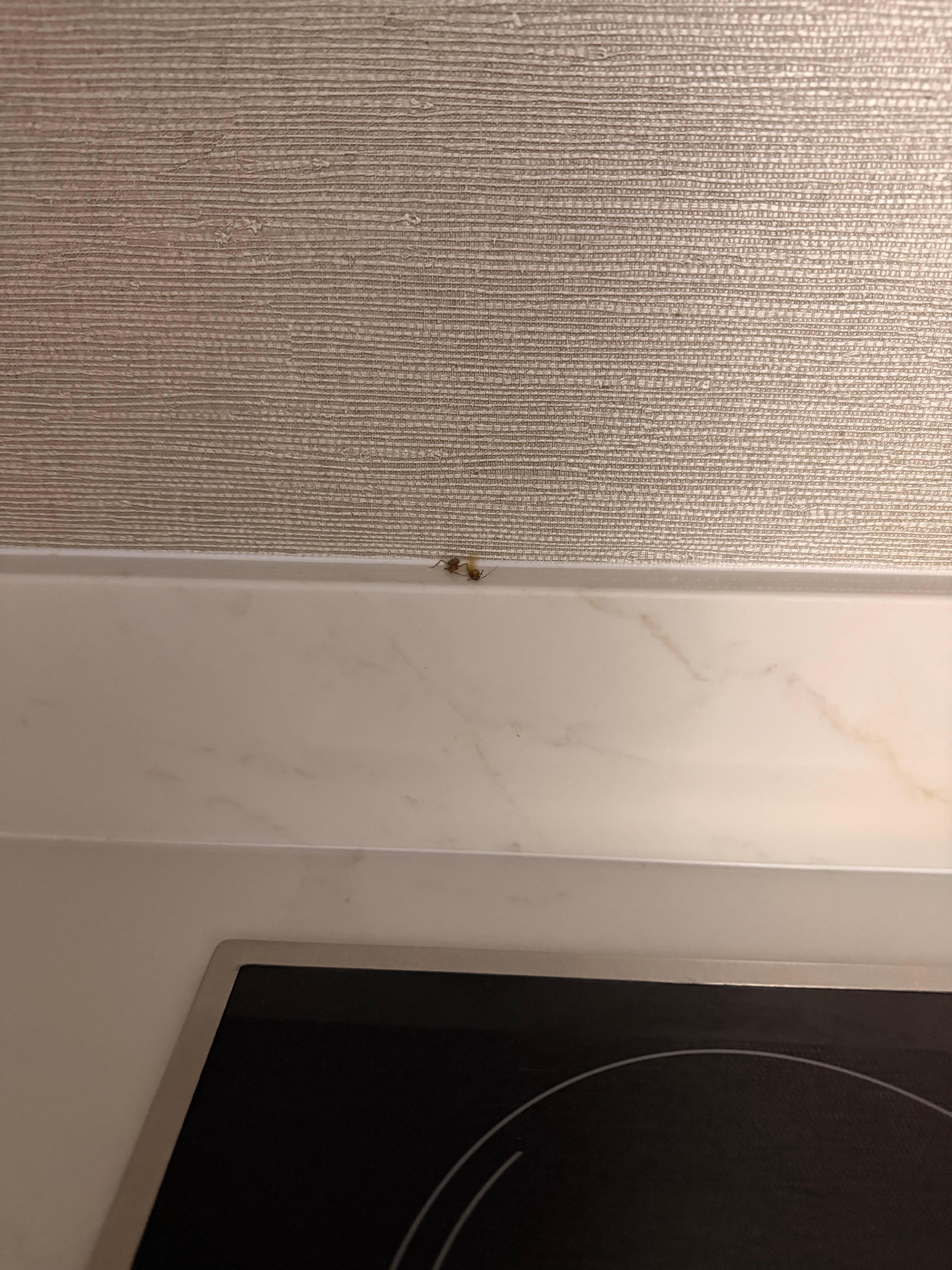 The roach after one of my guests had to kill it