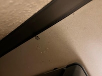 Ants on floors and shower.