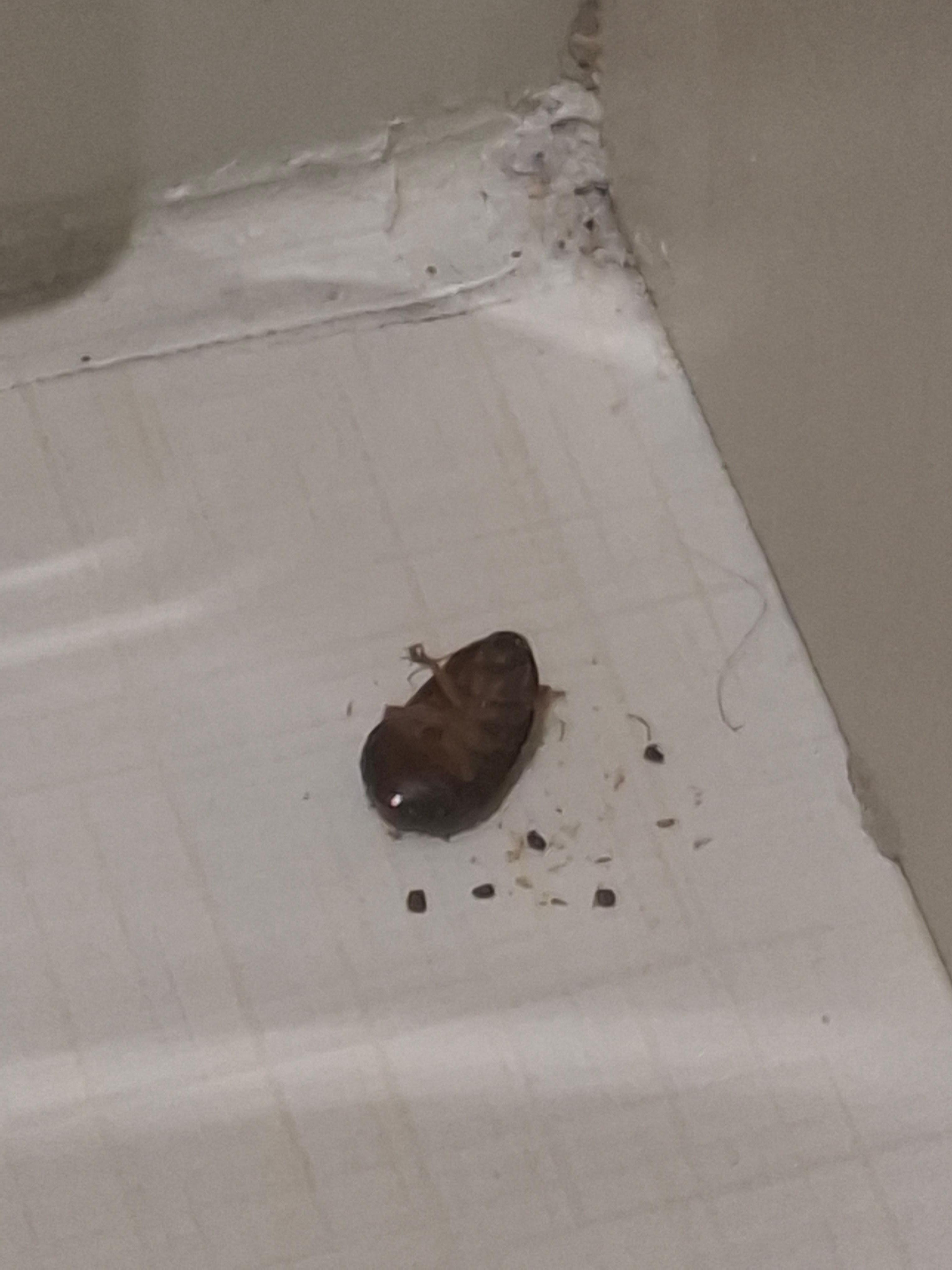 Estaba en el baño, junto a la bañera, se nota que tenían varios días, por las basuras que hay.