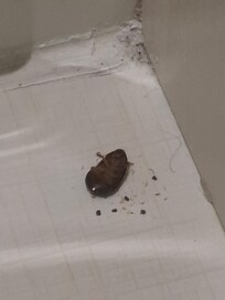 Estaba en el baño, junto a la bañera, se nota que tenían varios días, por las basuras que hay.