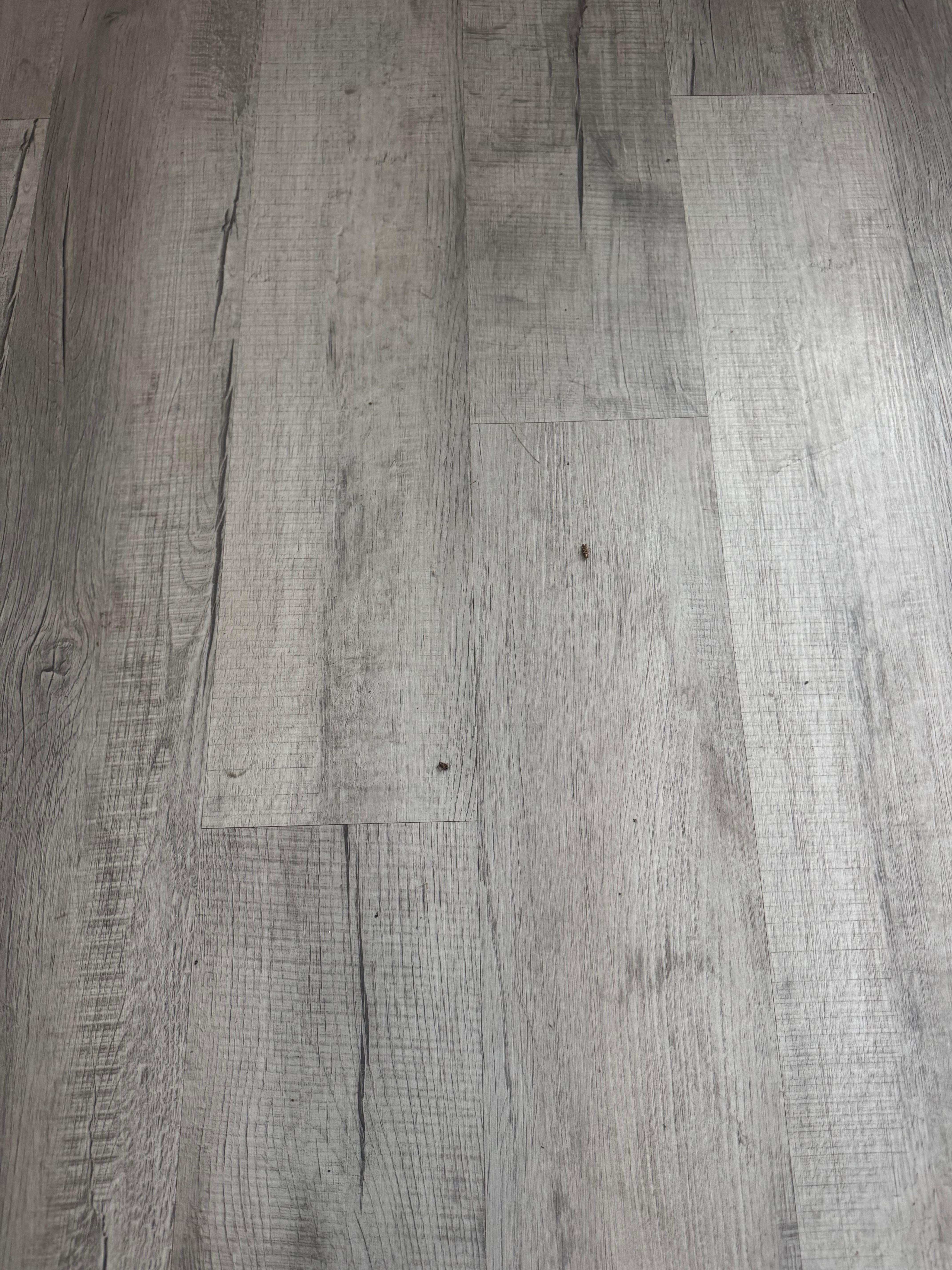 Dead roaches on the floor