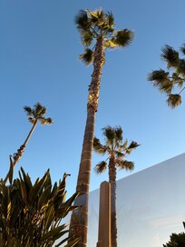 View of palm trees from the pool
