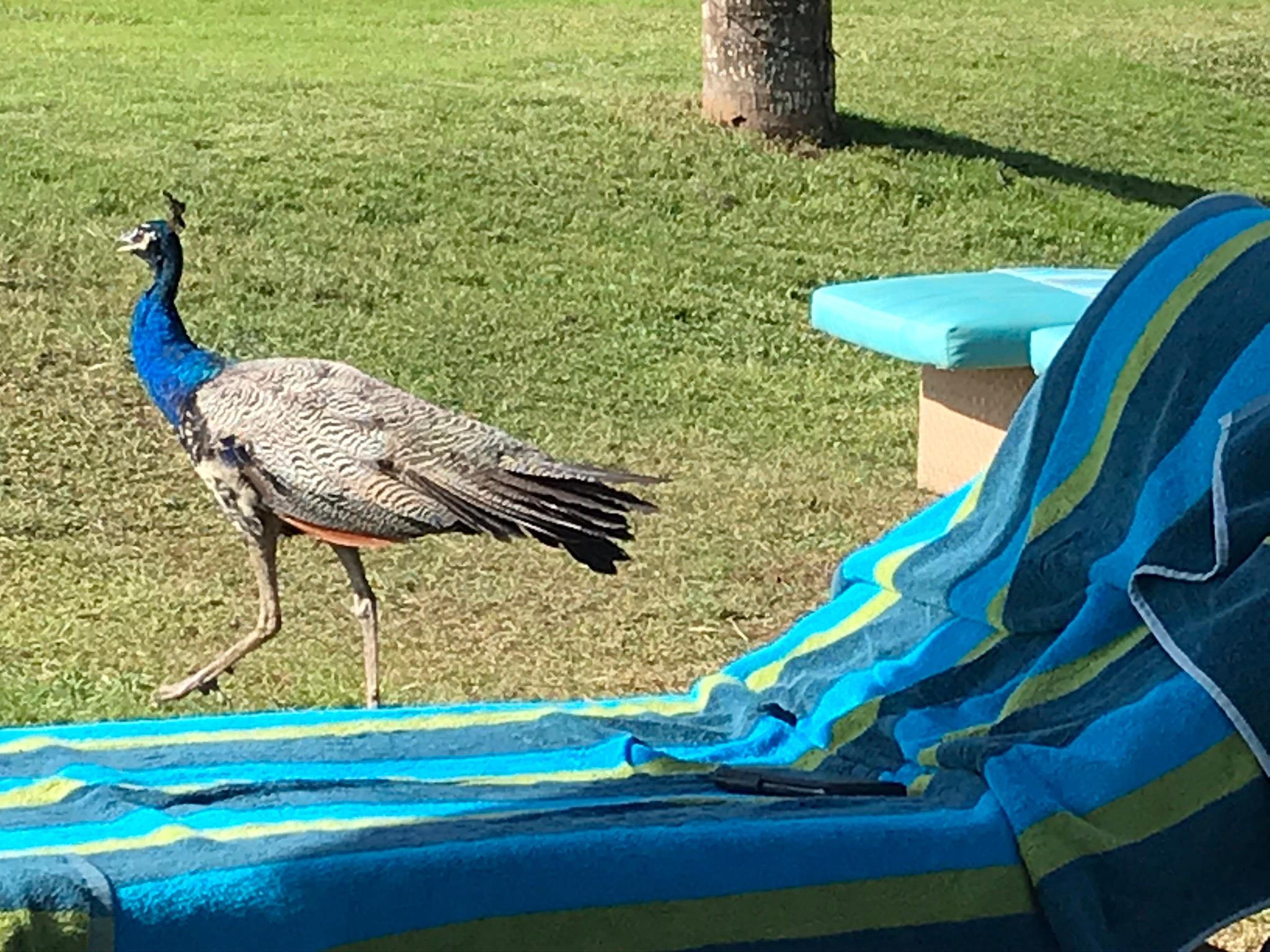 Peacock almost camouflaged by the hotel towels! 