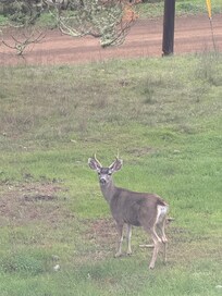 From downstairs deck
