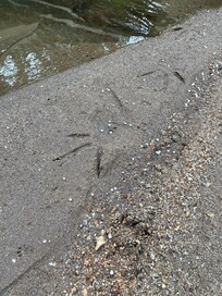 Tracks from a blue heron after landing on our humble shoreline