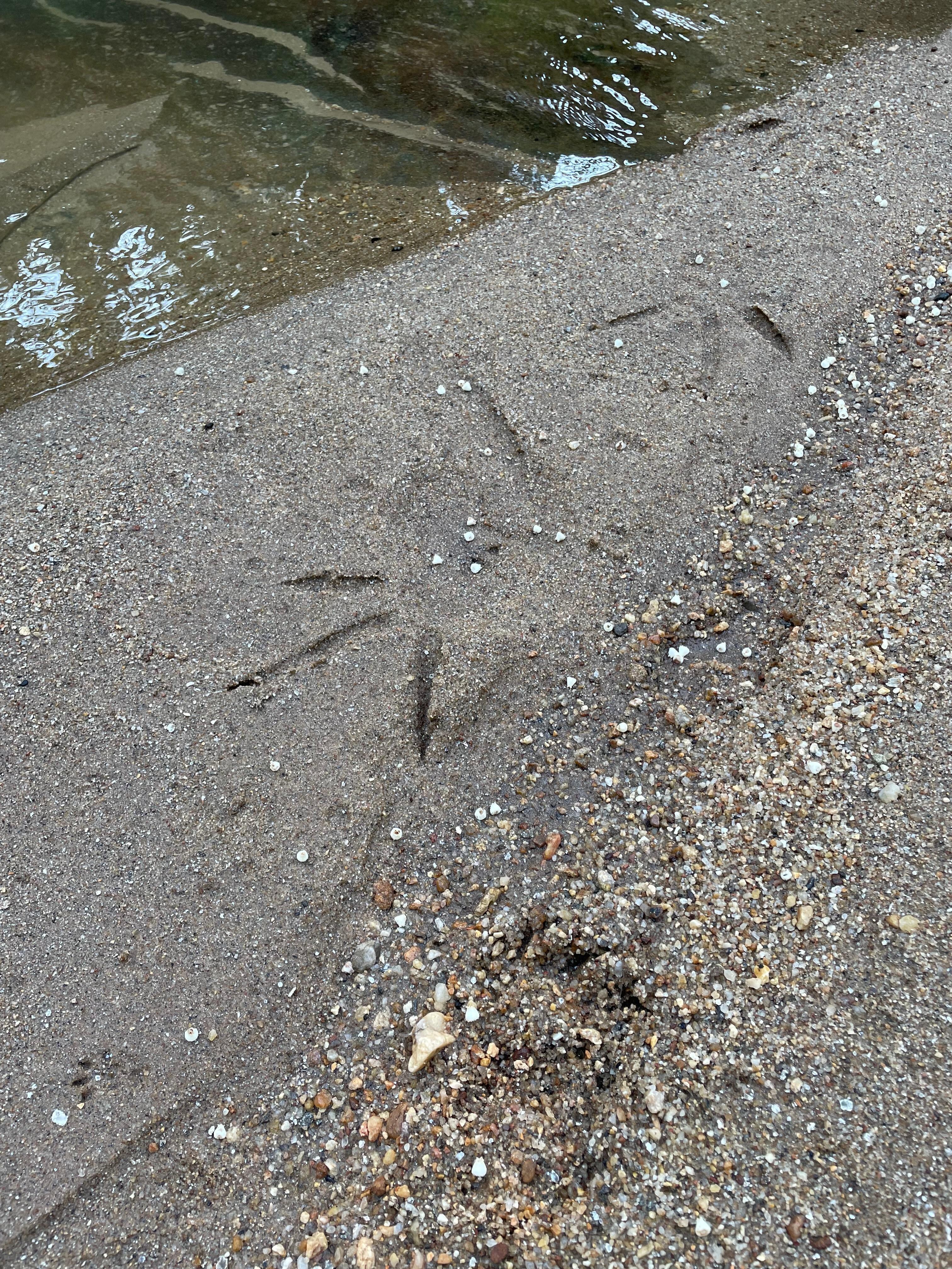 Tracks from a blue heron after landing on our humble shoreline