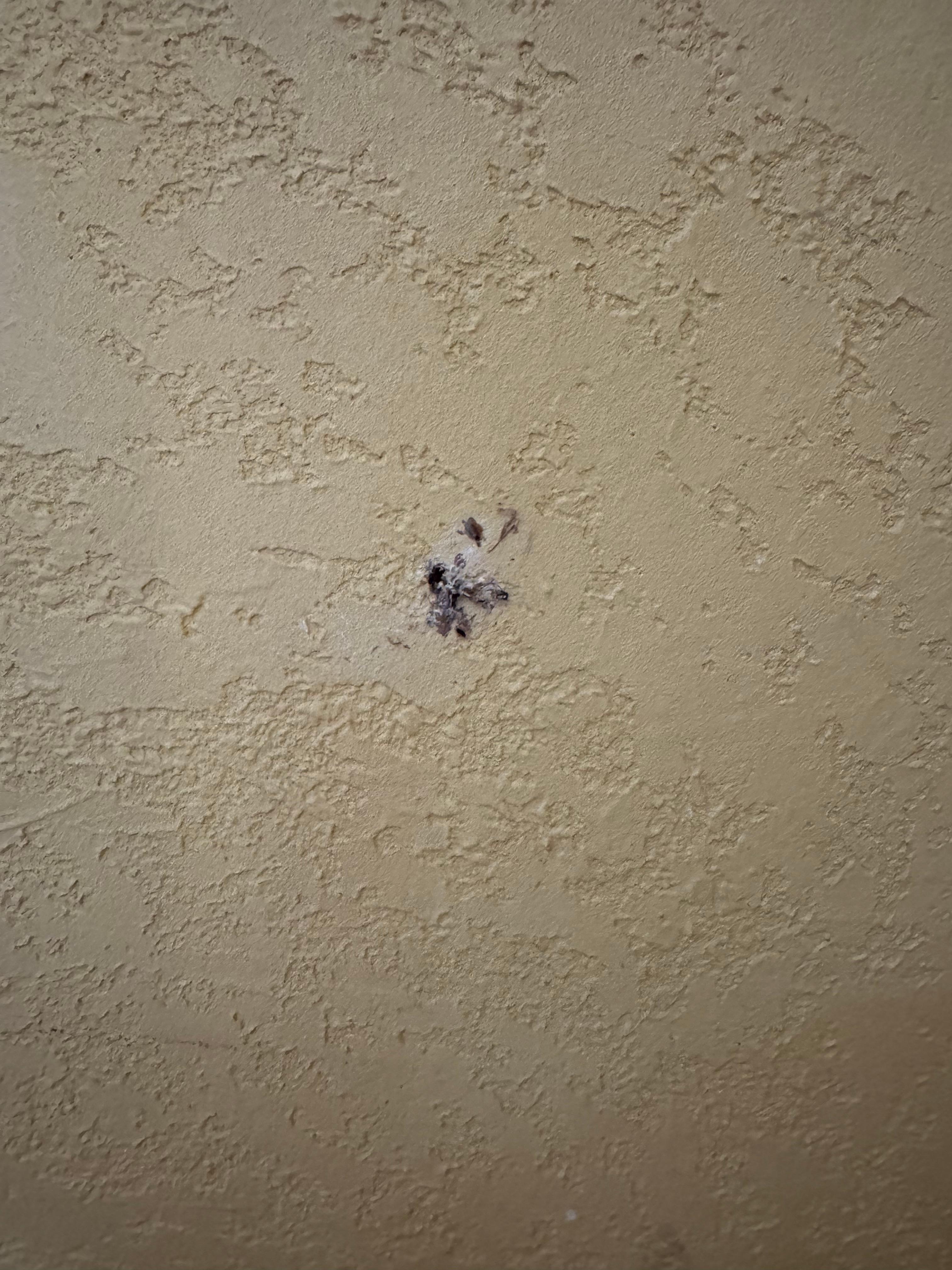 Roach carcass on the walls