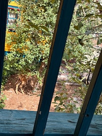 Deer below deck