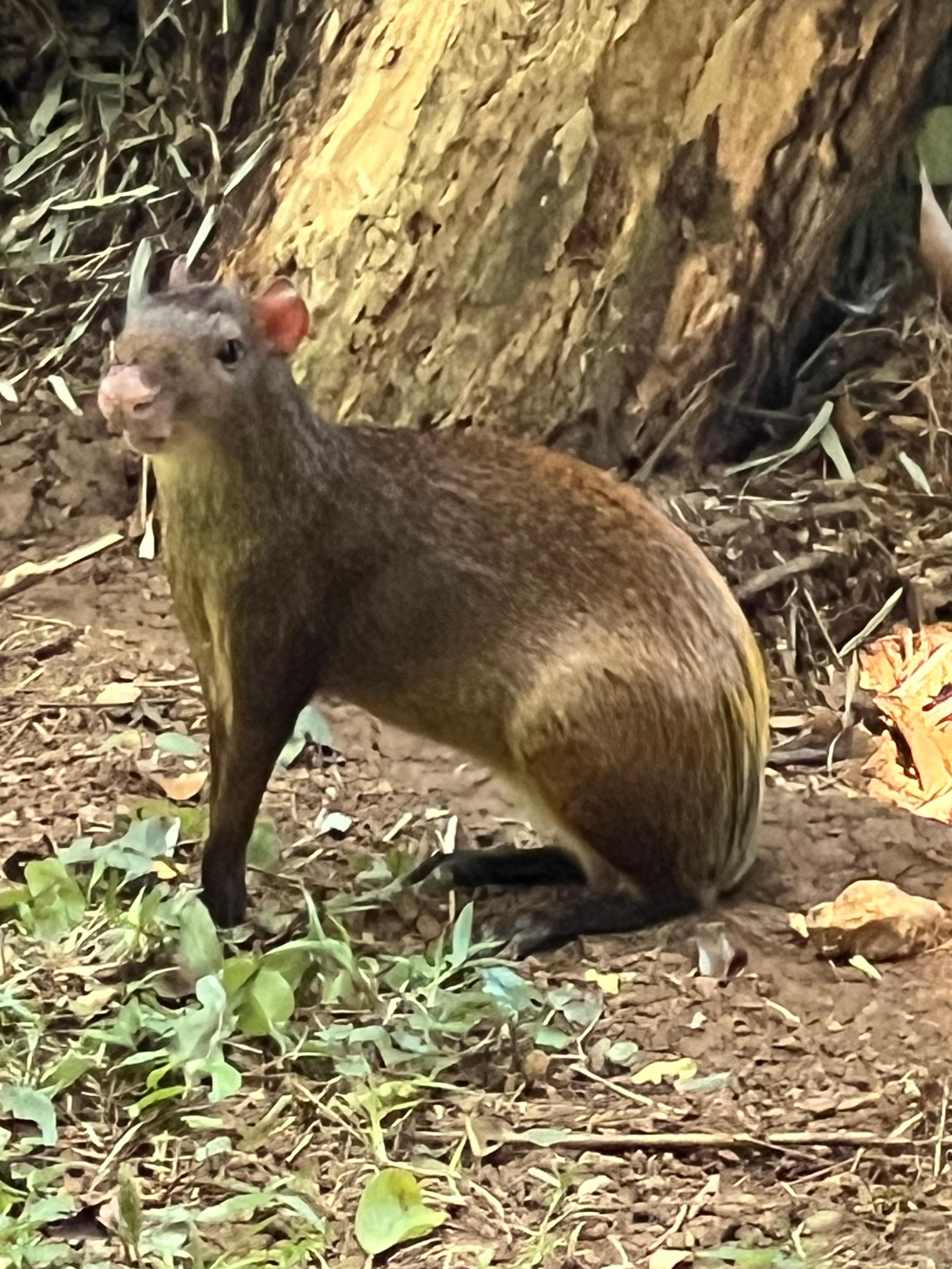 An agouti outside of the cabin 