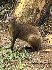 An agouti outside of the cabin