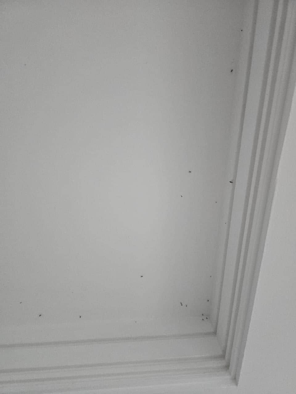 Cada ponto é um pernilongo