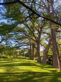 Beautiful landscaping, cypress trees and lush grass.