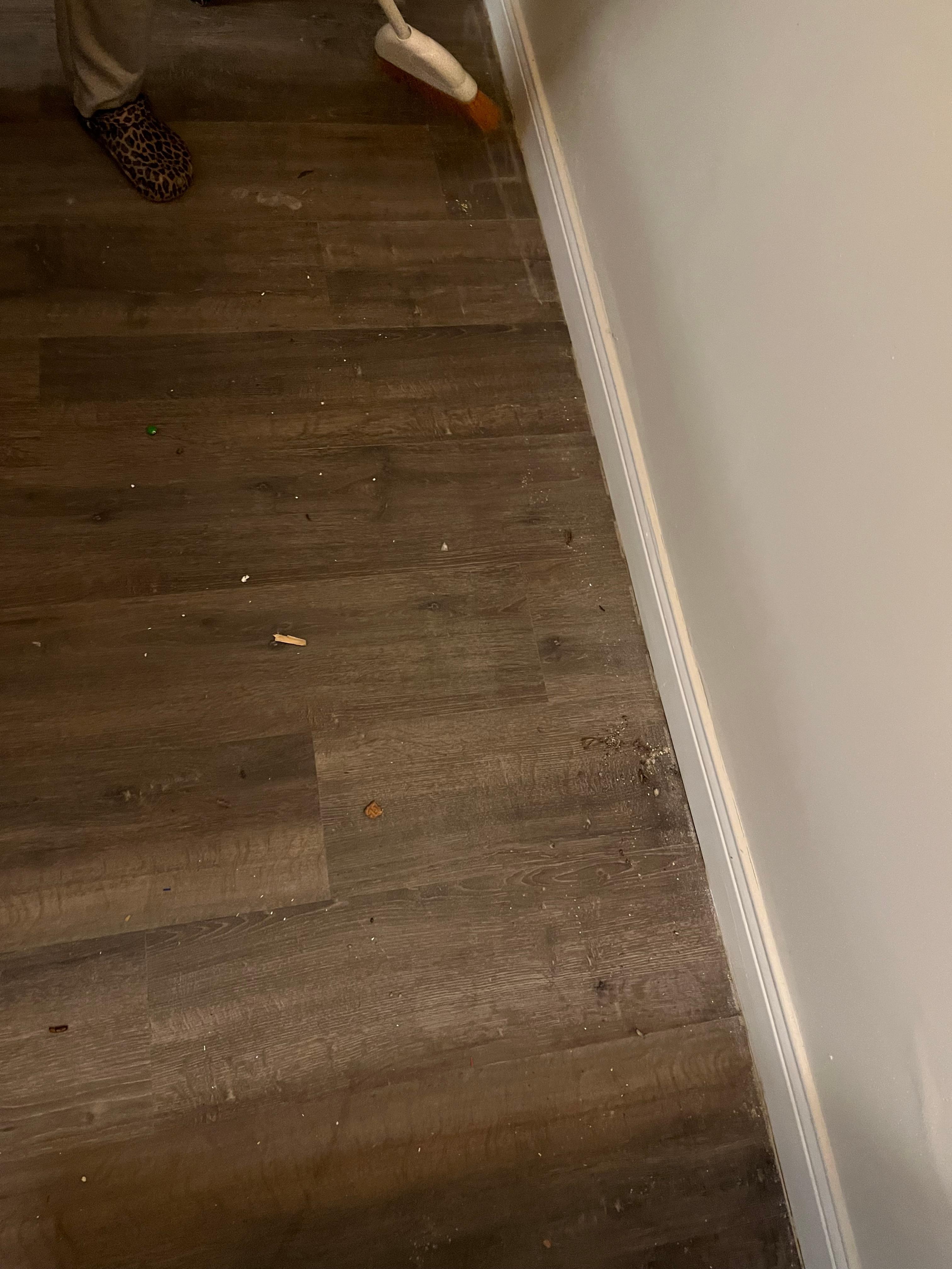 Maggots and other insects