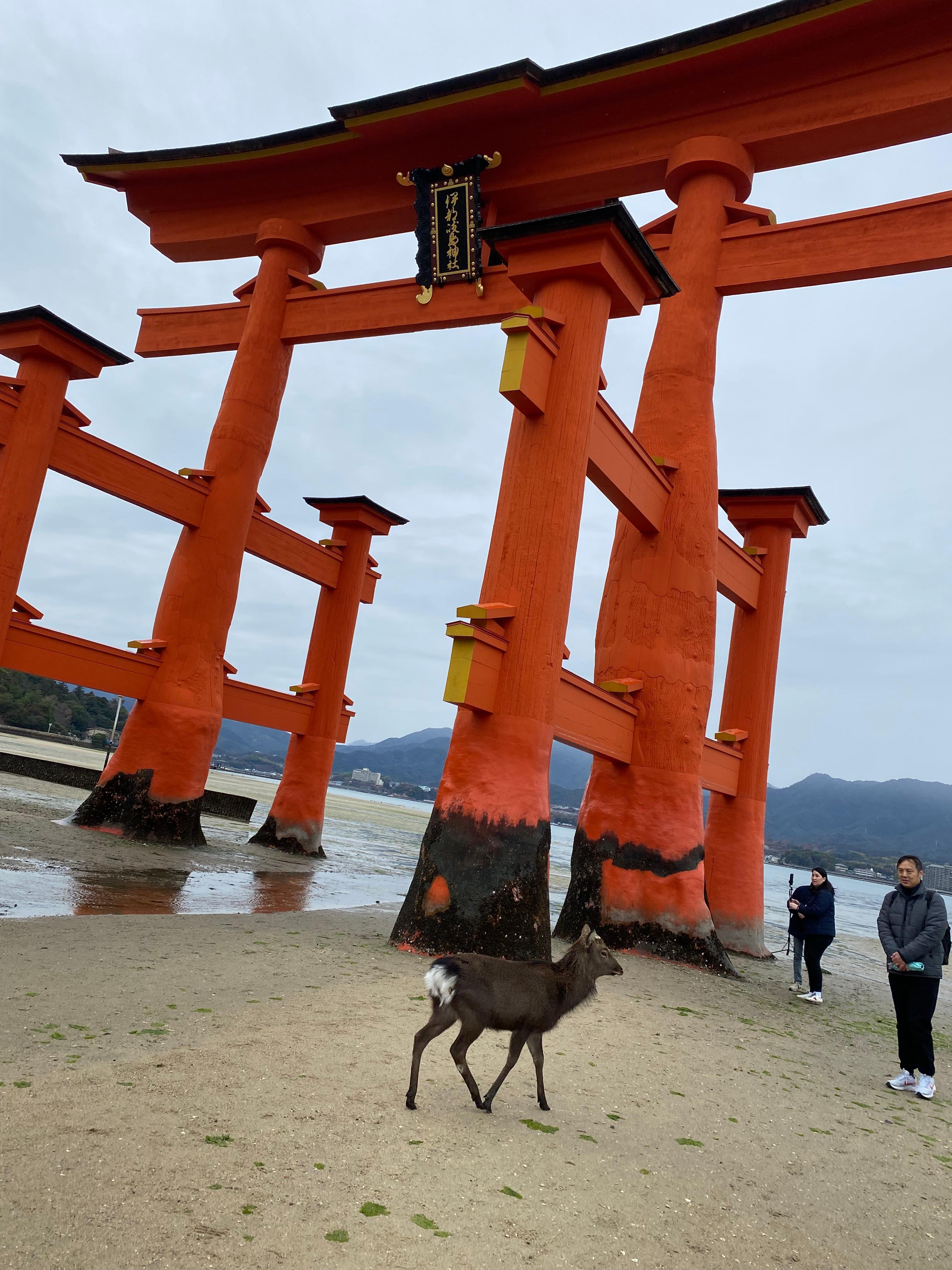 朝の鳥居