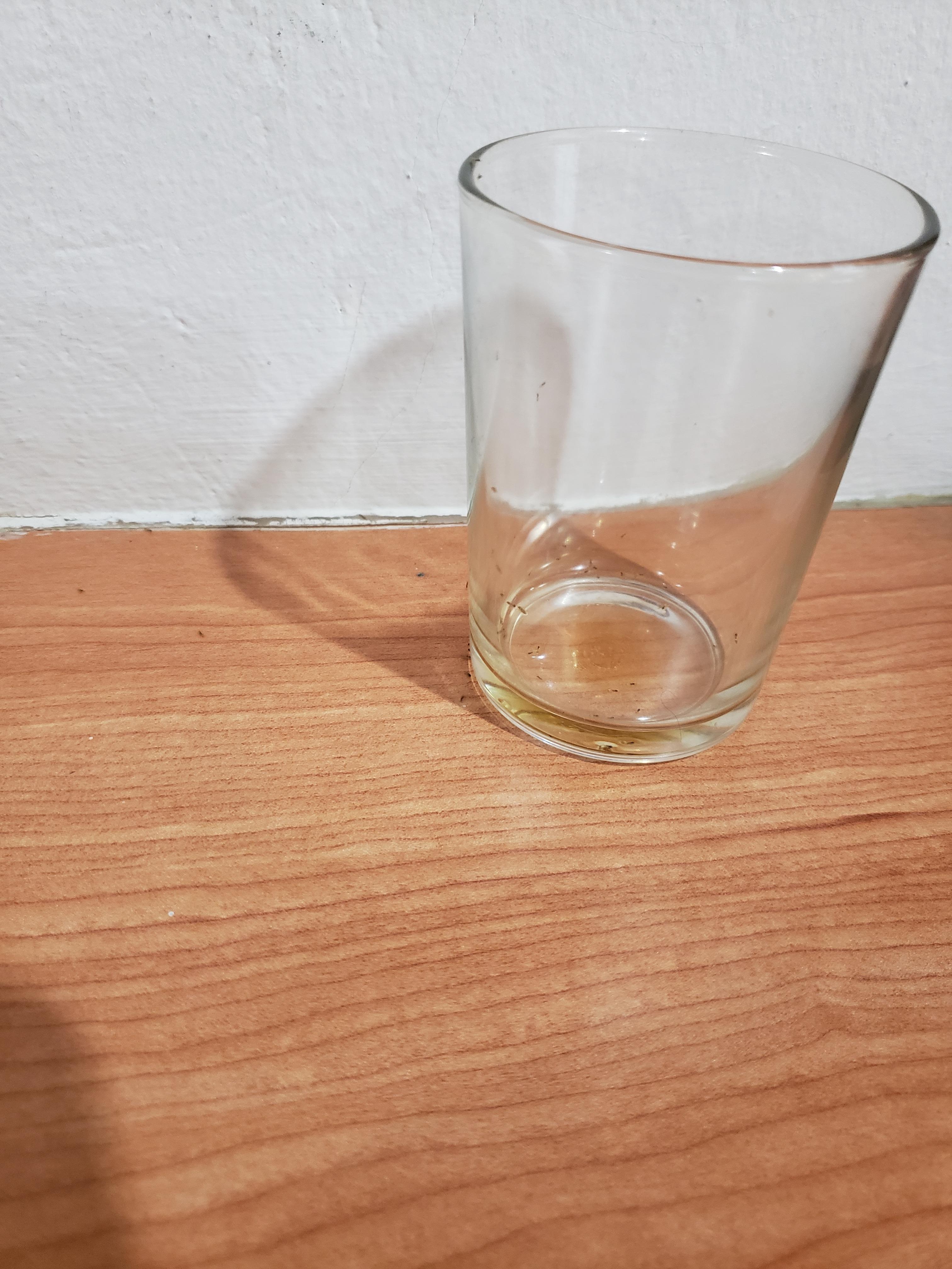 Ants crawling all over counter and drinking glasses.