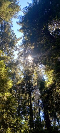 Forest train