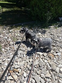 Happy pups on the rock beach!