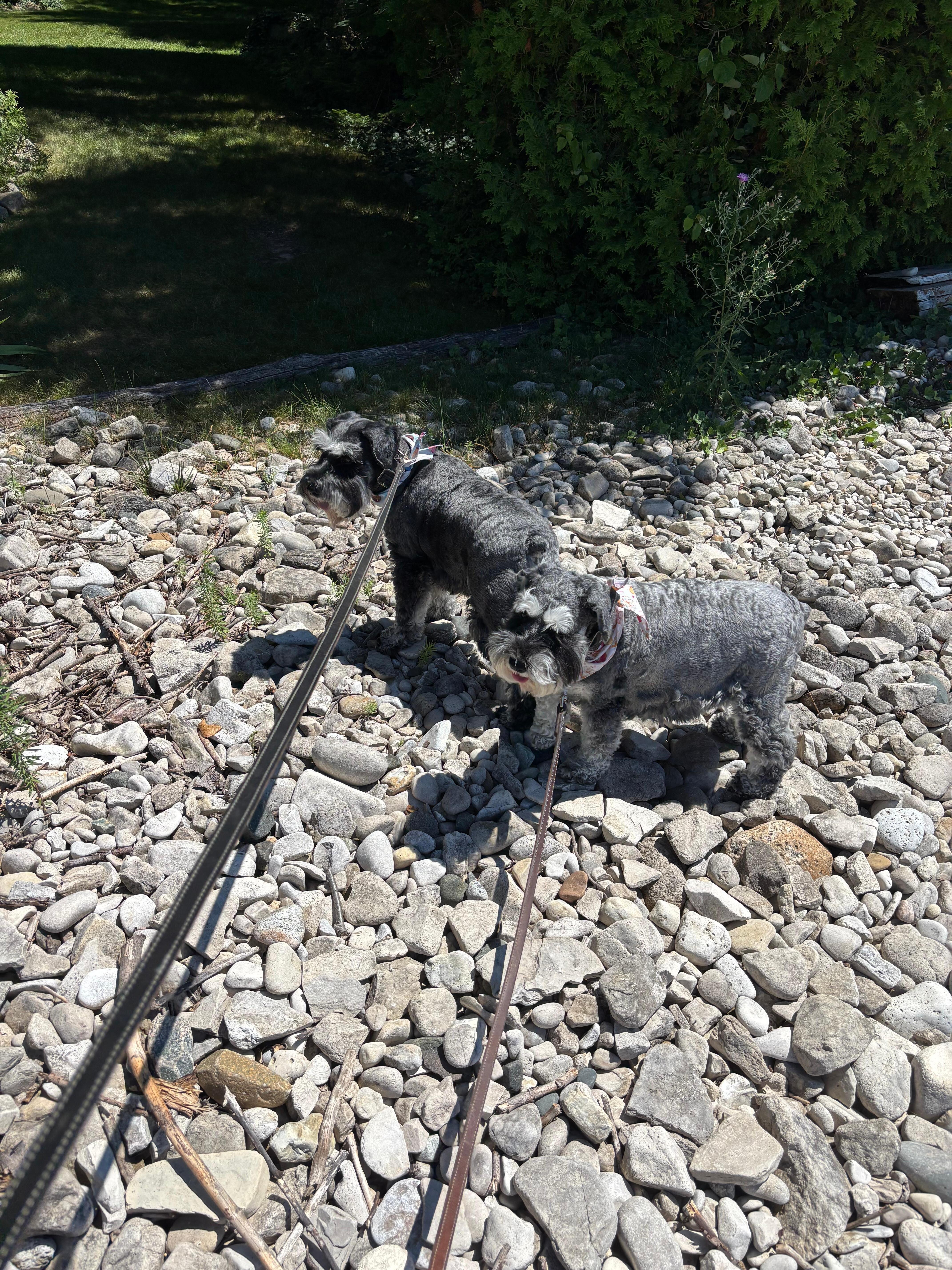Happy pups on the rock beach!