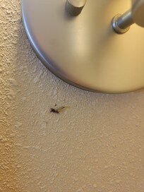 Dead bug smashed on the wall